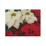 White and Red Poinsettias II Christmas Holiday Wood Poster