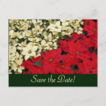 White and Red Poinsettias Save the Date Postcard