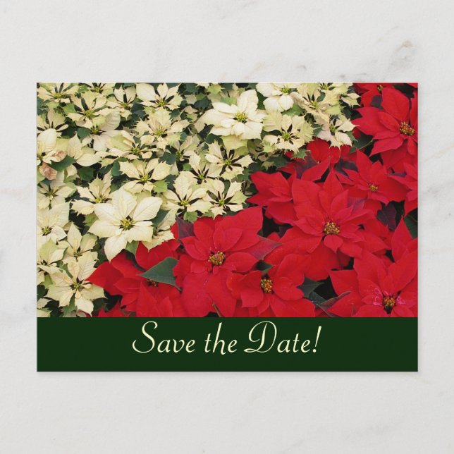 White and Red Poinsettias Save the Date Postcard (Front)