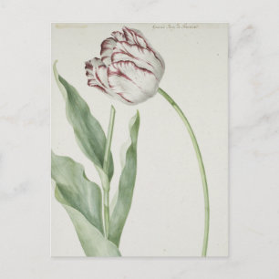 White and Red Tulip Vintage Fine Art Postcard