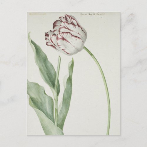 White and Red Tulip Vintage Fine Art Postcard 