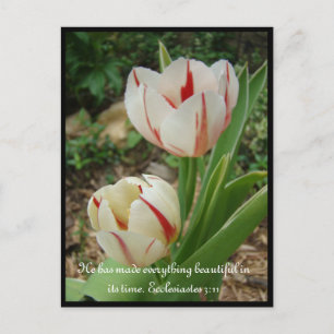 White and Red Tulips Postcard