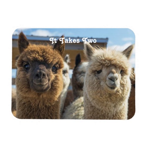 White and Reddish Brown Curly Haired Alpaca Couple Magnet