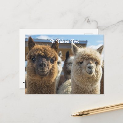White and Reddish Brown Curly Haired Alpaca Couple Postcard