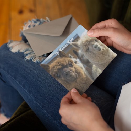 White and Reddish Brown Curly Haired Alpaca Couple Postcard