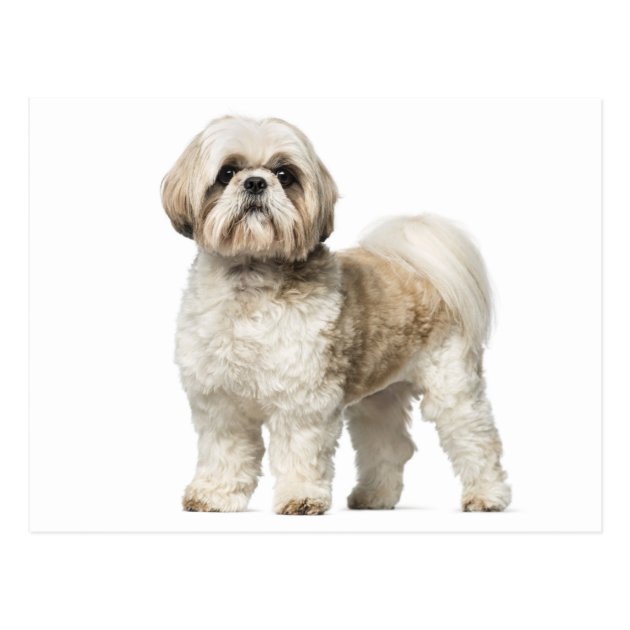 tan shih tzu