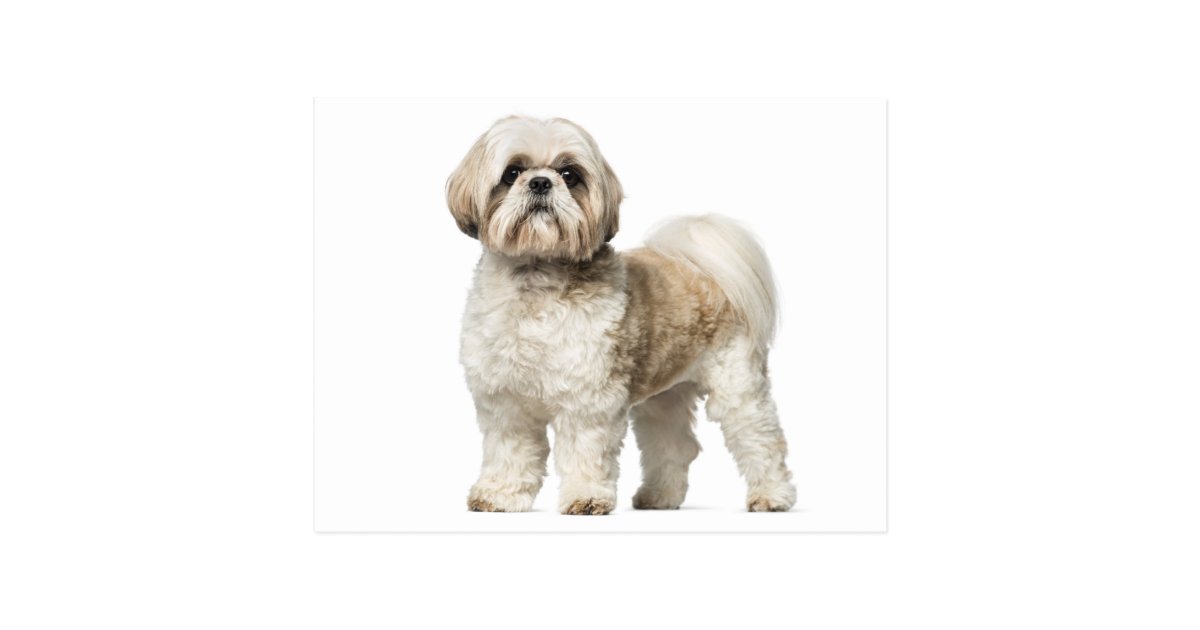 White And Tan Shih Tzu Puppy Dog Postcard Zazzle Com