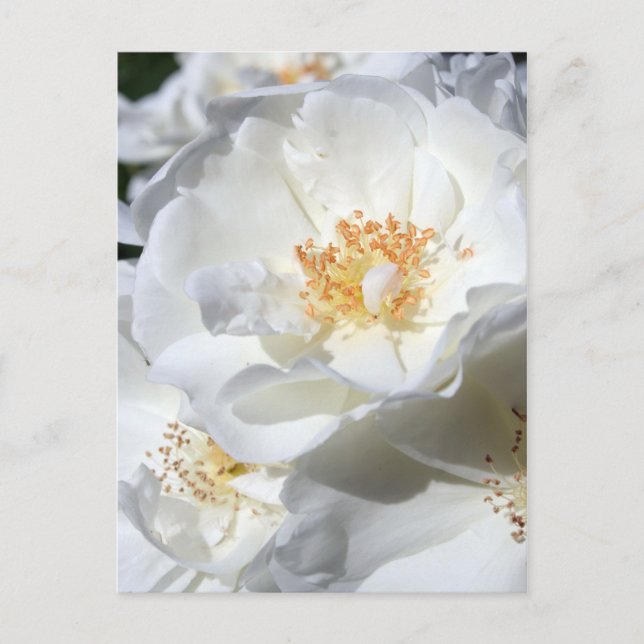 White and White Roses Floral Photography Postcard (Front)