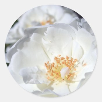 White And White Roses Wedding Sticker by PBsecretgarden at Zazzle