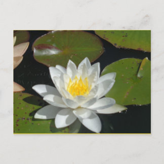 White and Yellow Flower postcard