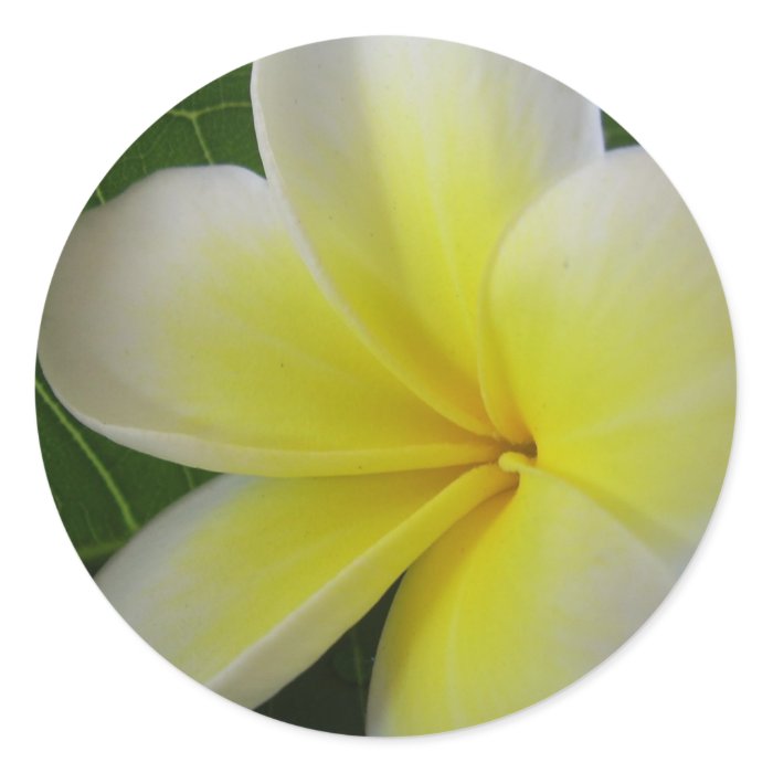 White And Yellow Frangipani Flower Stickers