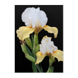 White and Yellow Irises Floral Acrylic Print