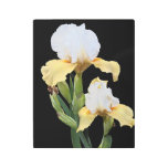 White and Yellow Irises Floral Metal Print