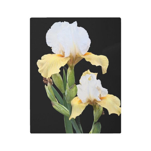 White and Yellow Irises Floral Metal Print (Front)