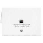 White and Yellow Plumeria Flowers (Back Horizontal)