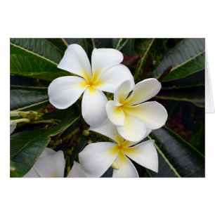 White and Yellow Plumeria Flowers