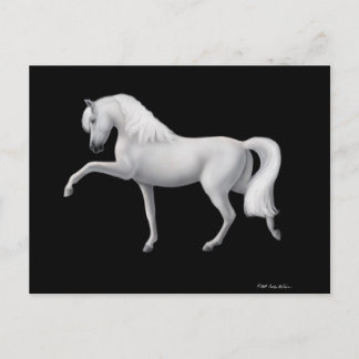 White Andalusian Horse Postcard
