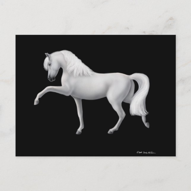 White Andalusian Horse Postcard (Front)