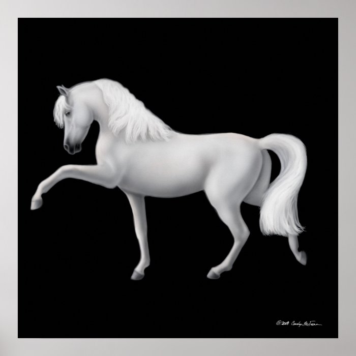 White Andalusian Horse Print