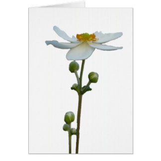 White Anemone 1 Cards