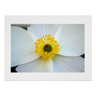 White Anemone Floral Macro Photo Glossy Poster