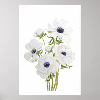 white anemone flower  watercolor painting  poster