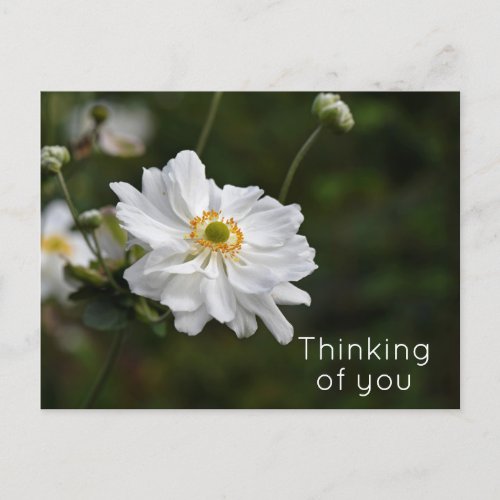 White Anemone Garden Flowers Thinking of You Postcard