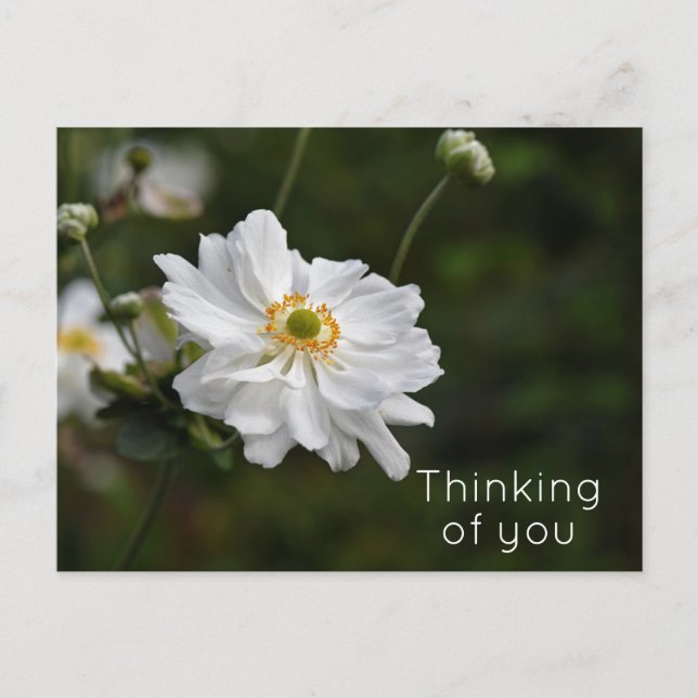 White Anemone Garden Flowers Thinking of You Postcard (Front)