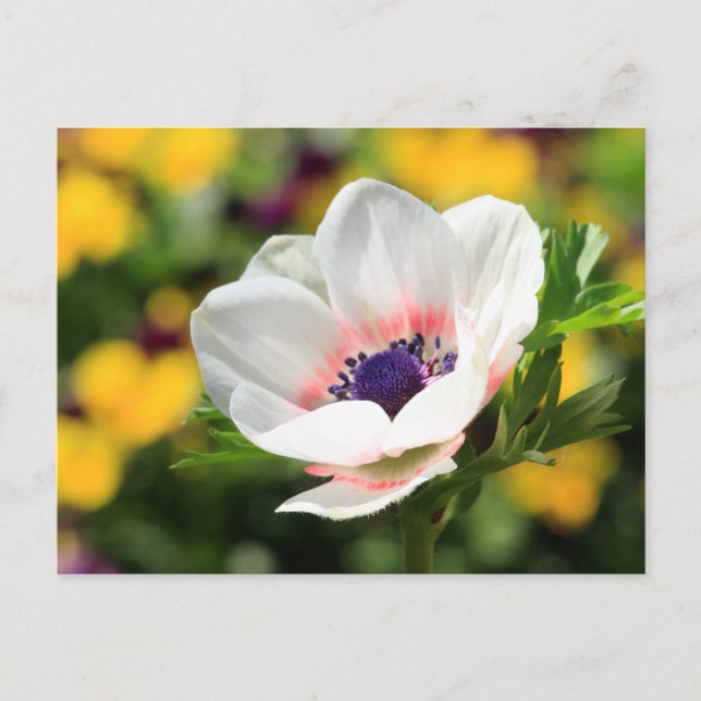 White Anemone Postcard (Front)