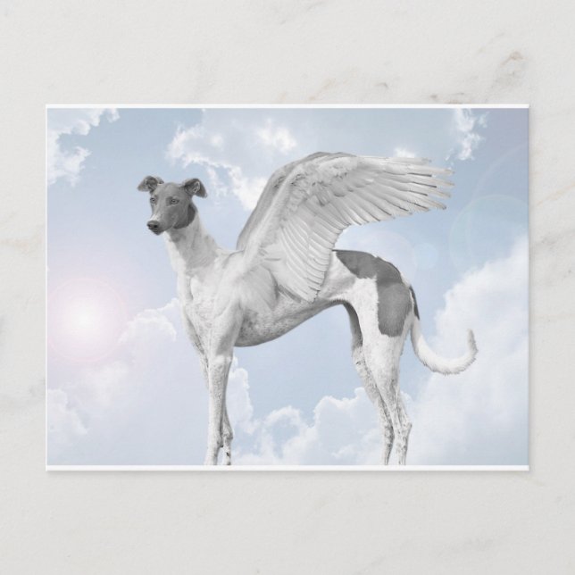 White Angel Greyhound Postcard (Front)