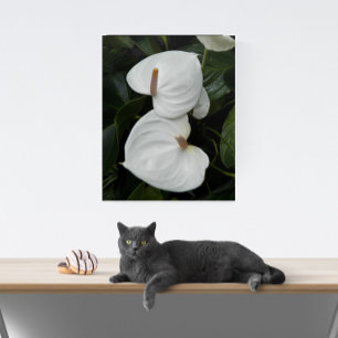 White Anthurium Blooms Floral Acrylic Print
