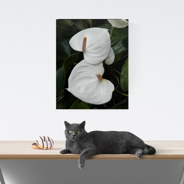 White Anthurium Blooms Floral Acrylic Print (In Situ)