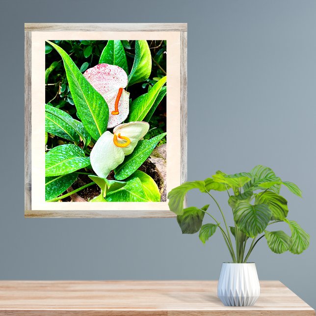 White Anthurium Flower Puerto Vallarta  Photo Print (Creator Uploaded)