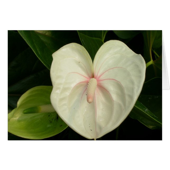 White Anthurium Hawaii Cards (Front Horizontal)