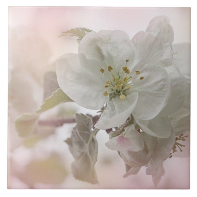 White Apple Blossom Photograph Ceramic Tile (Front)