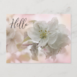 White Apple Blossom Photograph Hello Postcard
