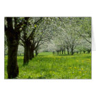 white Apple trees in the spring flowers
