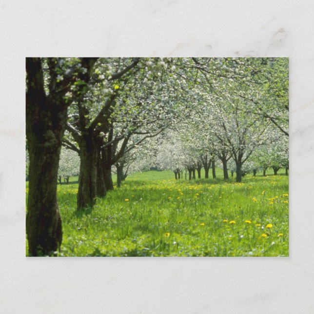 white Apple trees in the spring flowers Postcard (Front)