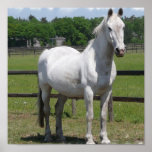 White Arab Horse Print