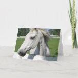 White Arabian Horse Greeting Card