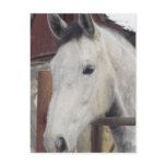 White Arabian Horse Pictures Postcard