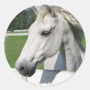White Arabian Horse Sticker by HorseStall at Zazzle