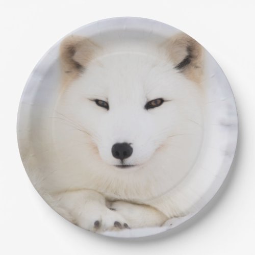 White arctic fox in snow paper plates