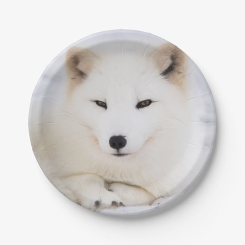 White arctic fox in snow paper plates