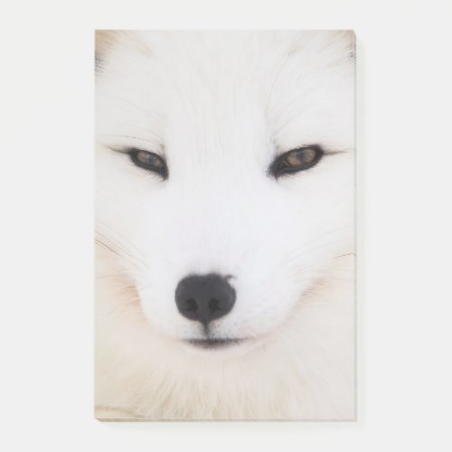 White arctic fox in snow post_it notes
