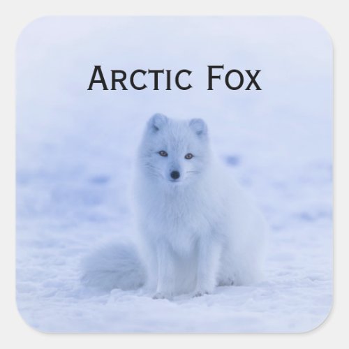 White Arctic Fox In Snow Wildlife Square Sticker