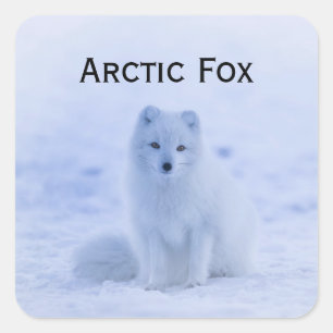 White Arctic Fox In Snow Wildlife Square Sticker