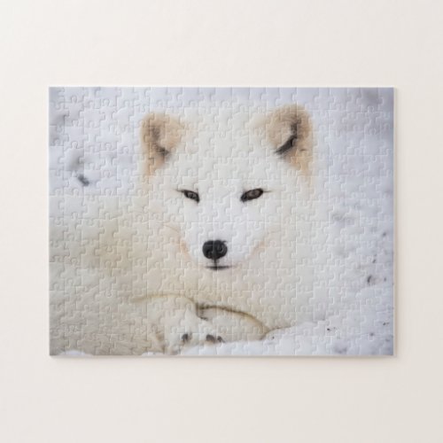 White arctic fox jigsaw puzzle