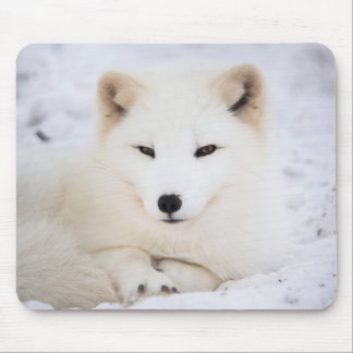 Arctic Fox Mouse Pads | Zazzle