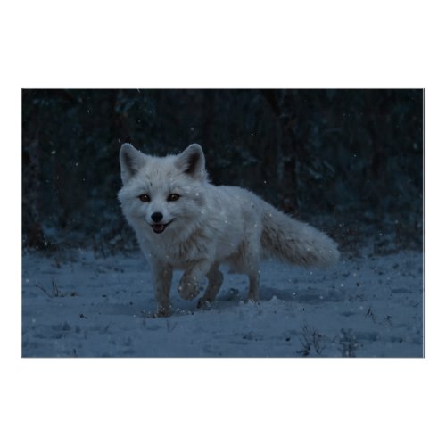 White Arctic Fox Poster
